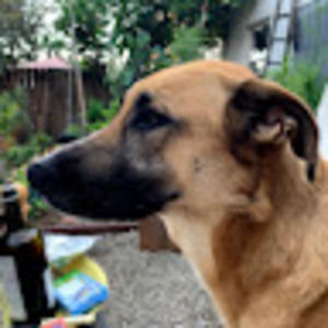 Meet your Posher, Brody